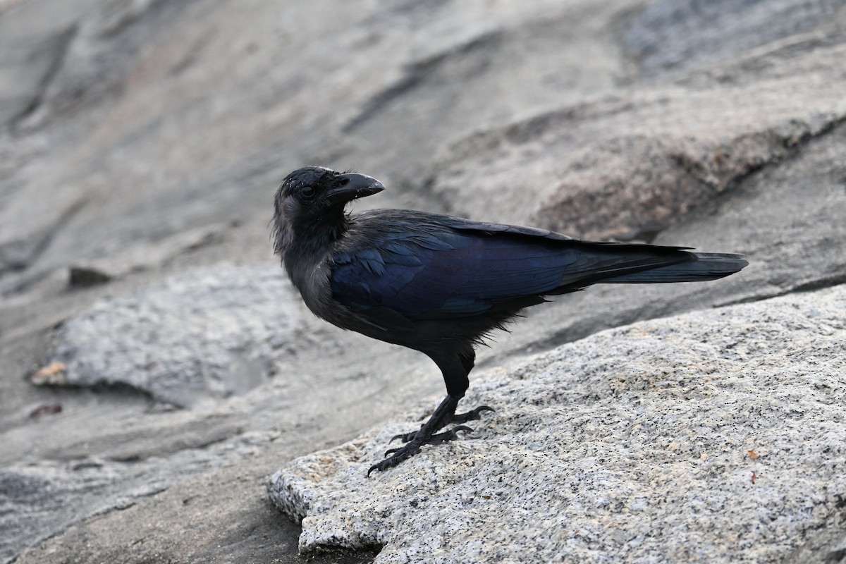 huskråke - ML646777730