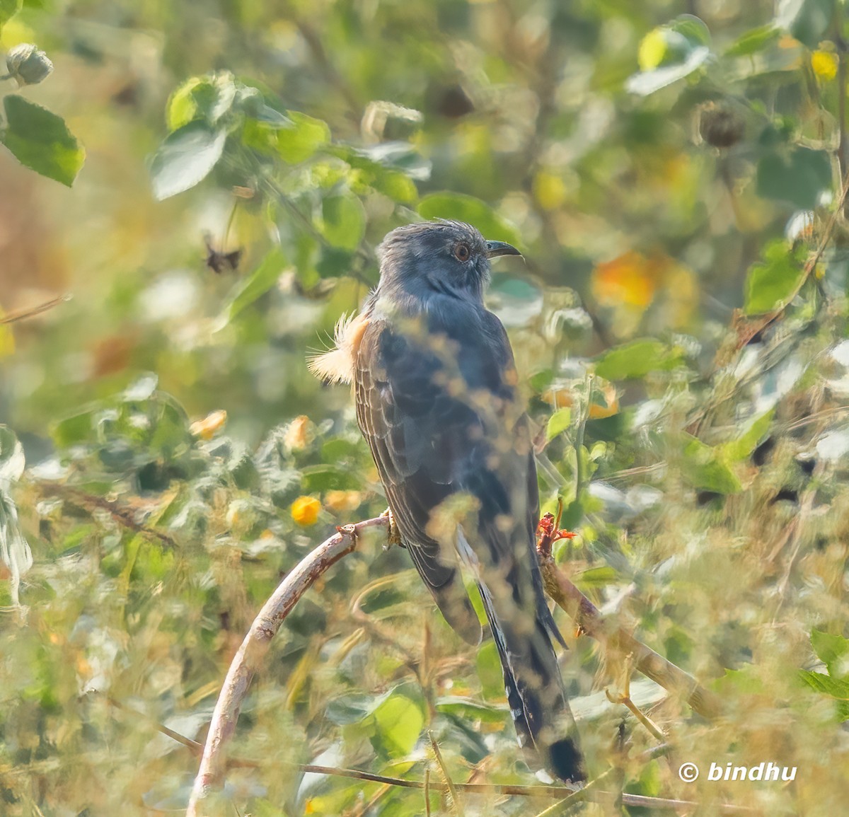 八聲杜鵑 - ML646777739