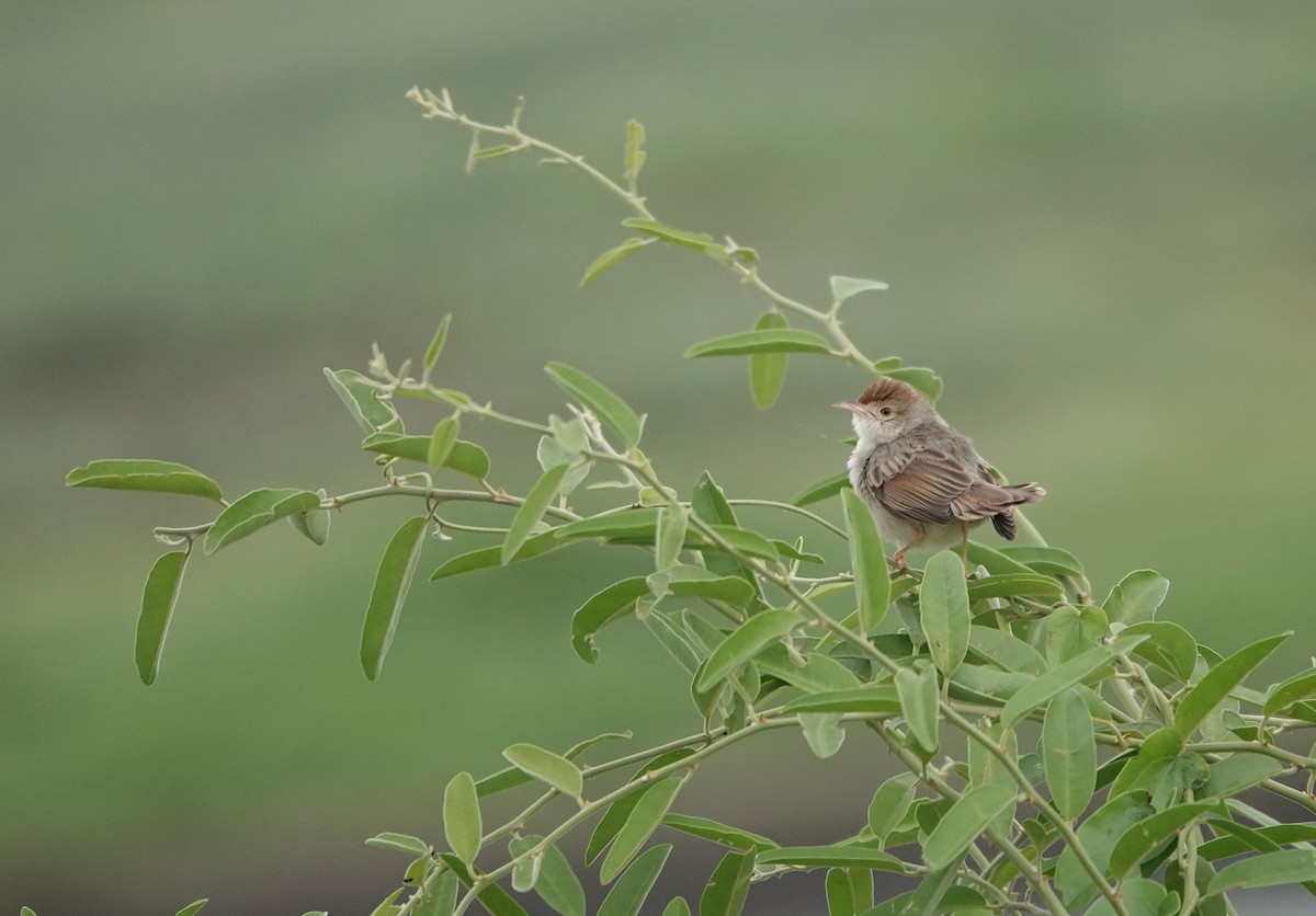 Рыжеплечая цистикола - ML646777740