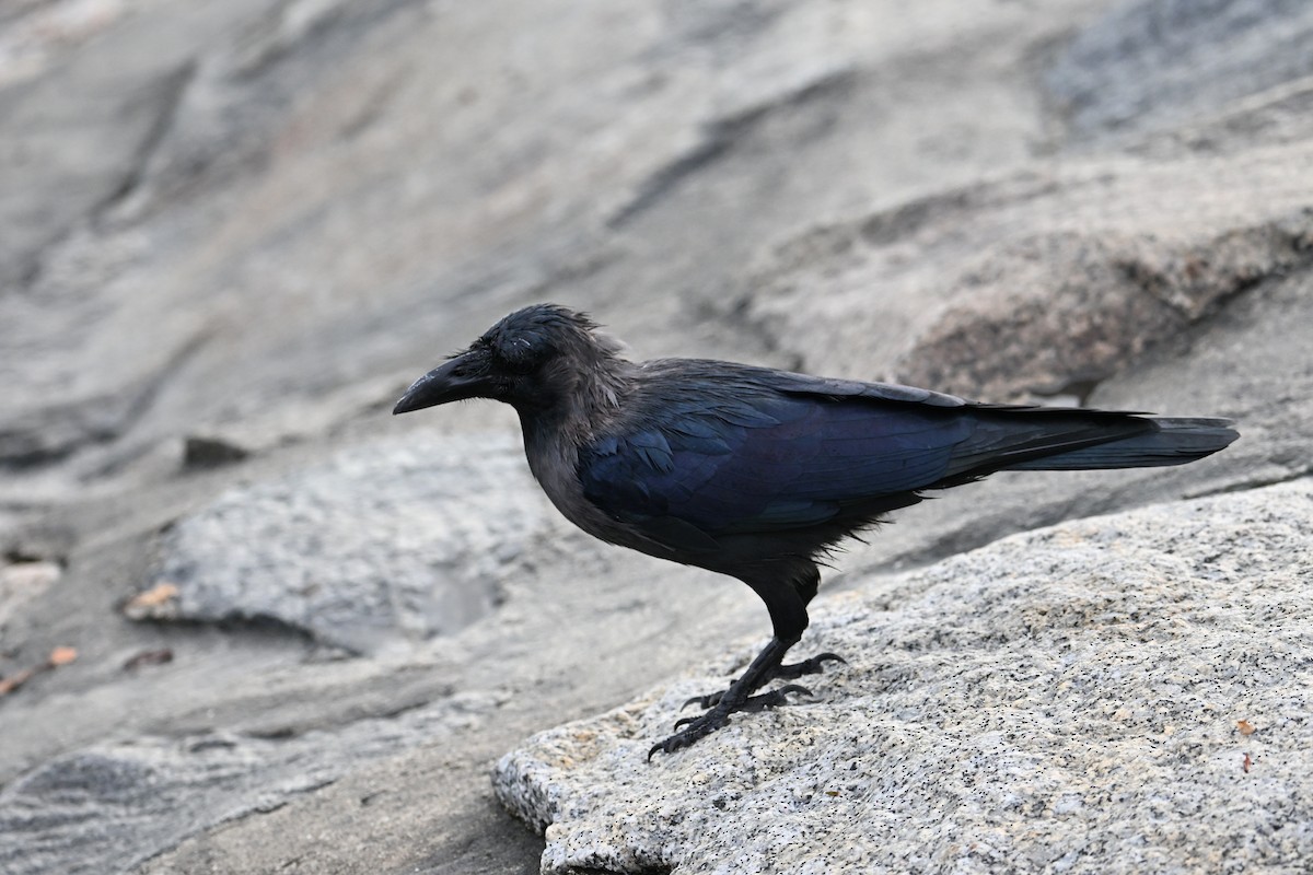 huskråke - ML646777741