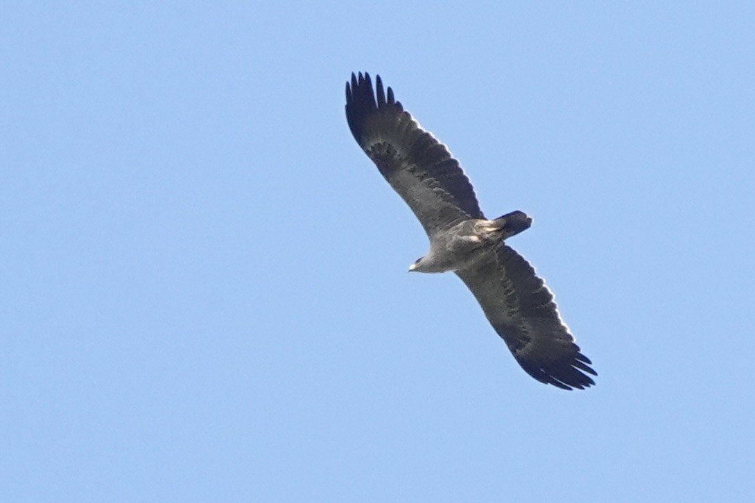 Tawny Eagle - ML646777744