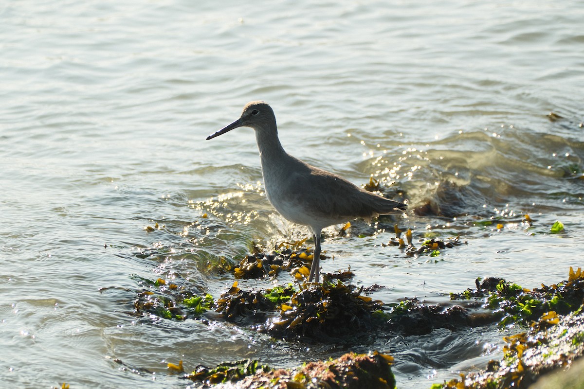 Willet - ML646777745