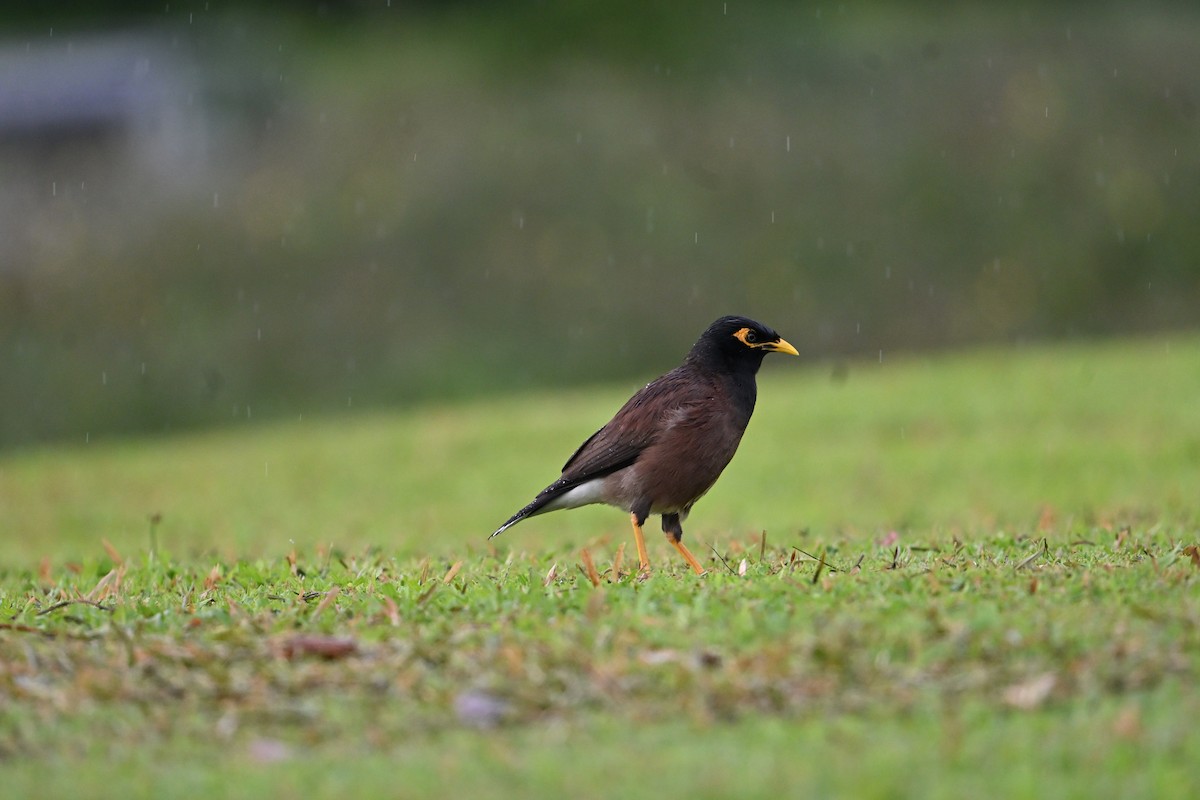 Common Myna - ML646777748