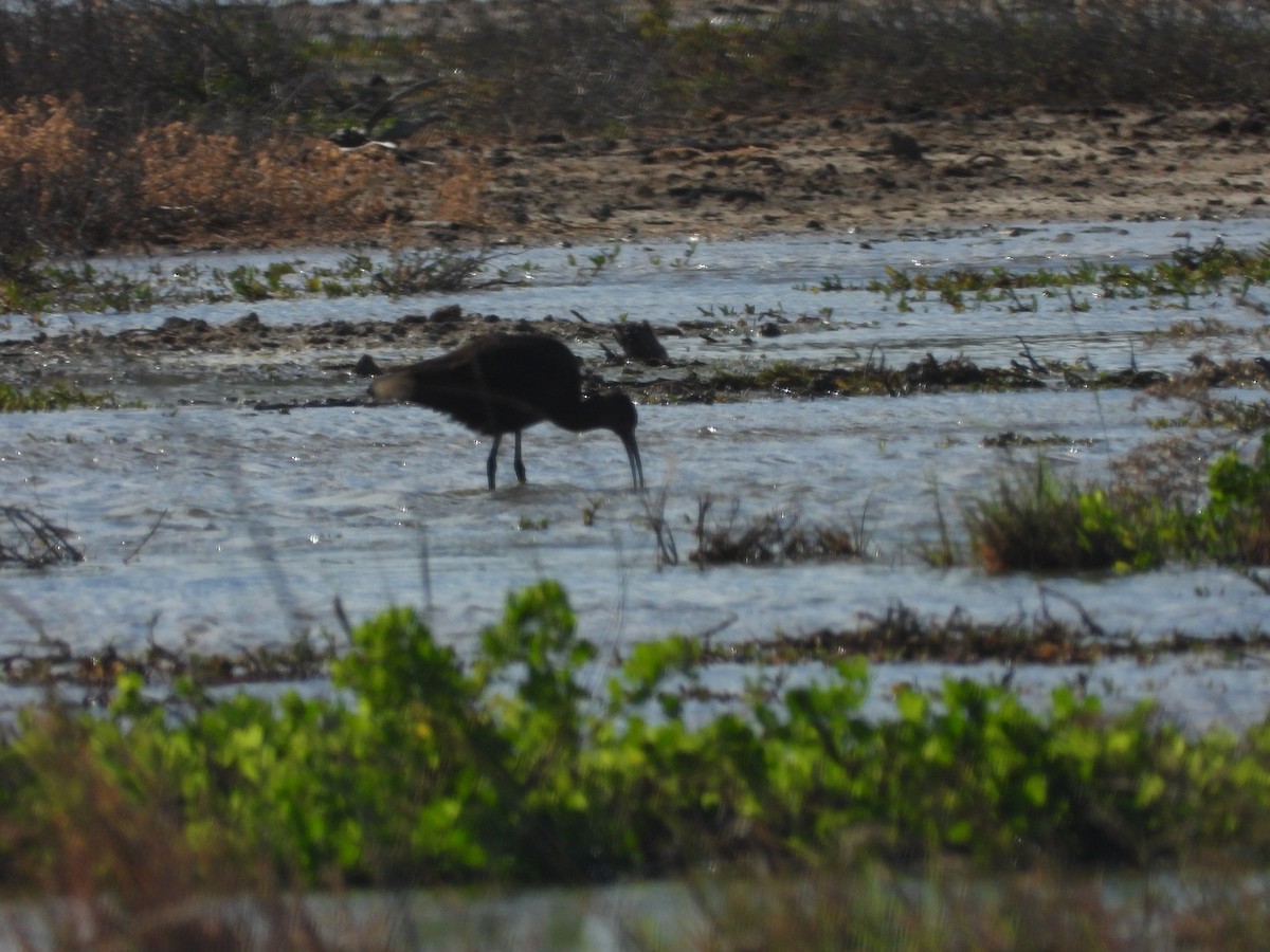 White-faced Ibis - ML646777749