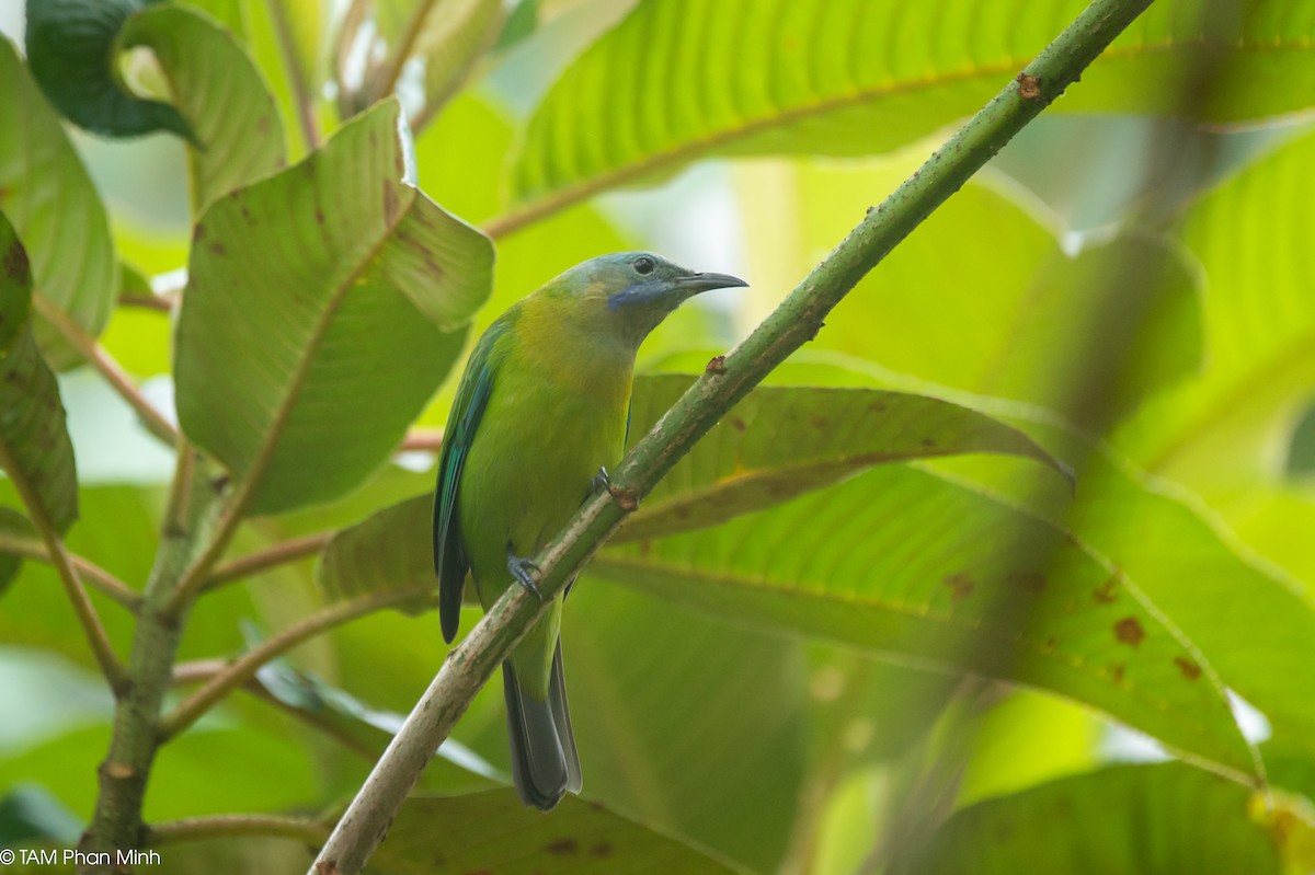 Orange-bellied Leafbird - ML646777750
