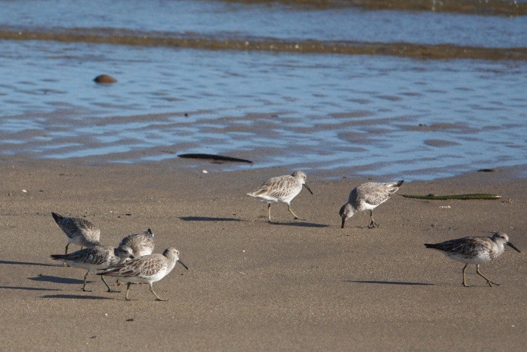 Great Knot - ML646777752