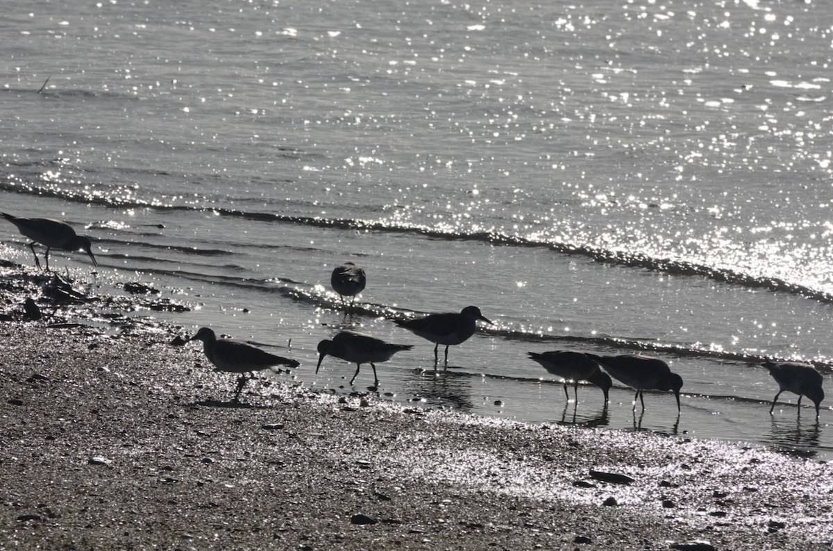 Great Knot - ML646777753