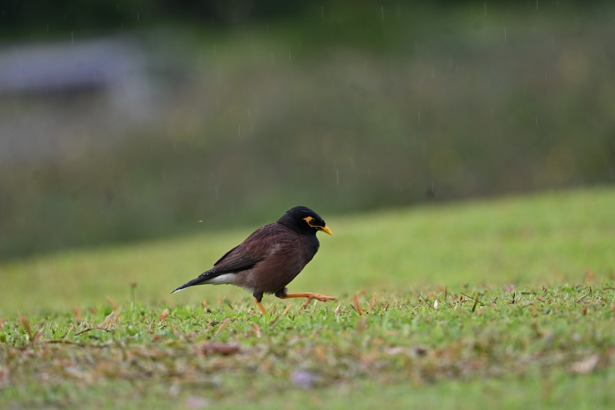 Common Myna - ML646777755