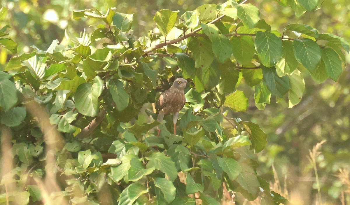 Dark Chanting-Goshawk - ML646777756