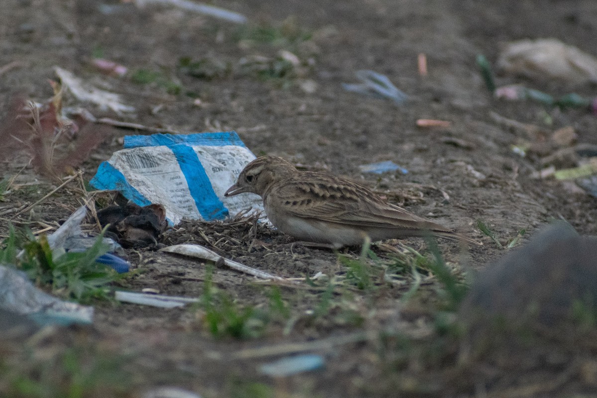 Greater Short-toed Lark - ML646777757