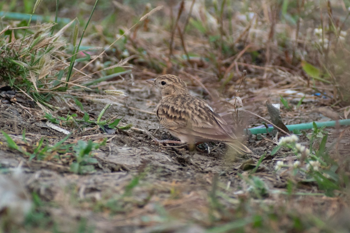 Greater Short-toed Lark - ML646777758
