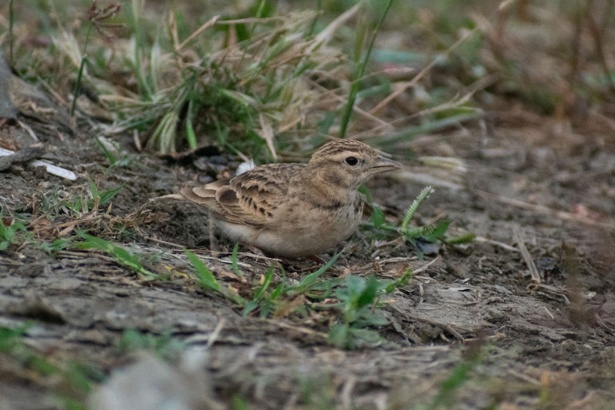 Greater Short-toed Lark - ML646777759
