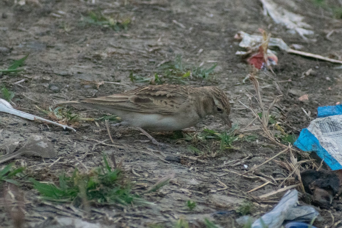 Greater Short-toed Lark - ML646777760