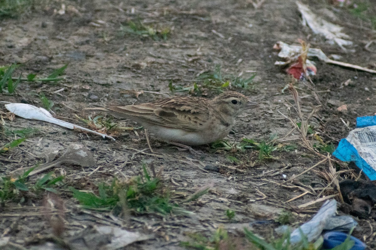 Greater Short-toed Lark - ML646777761