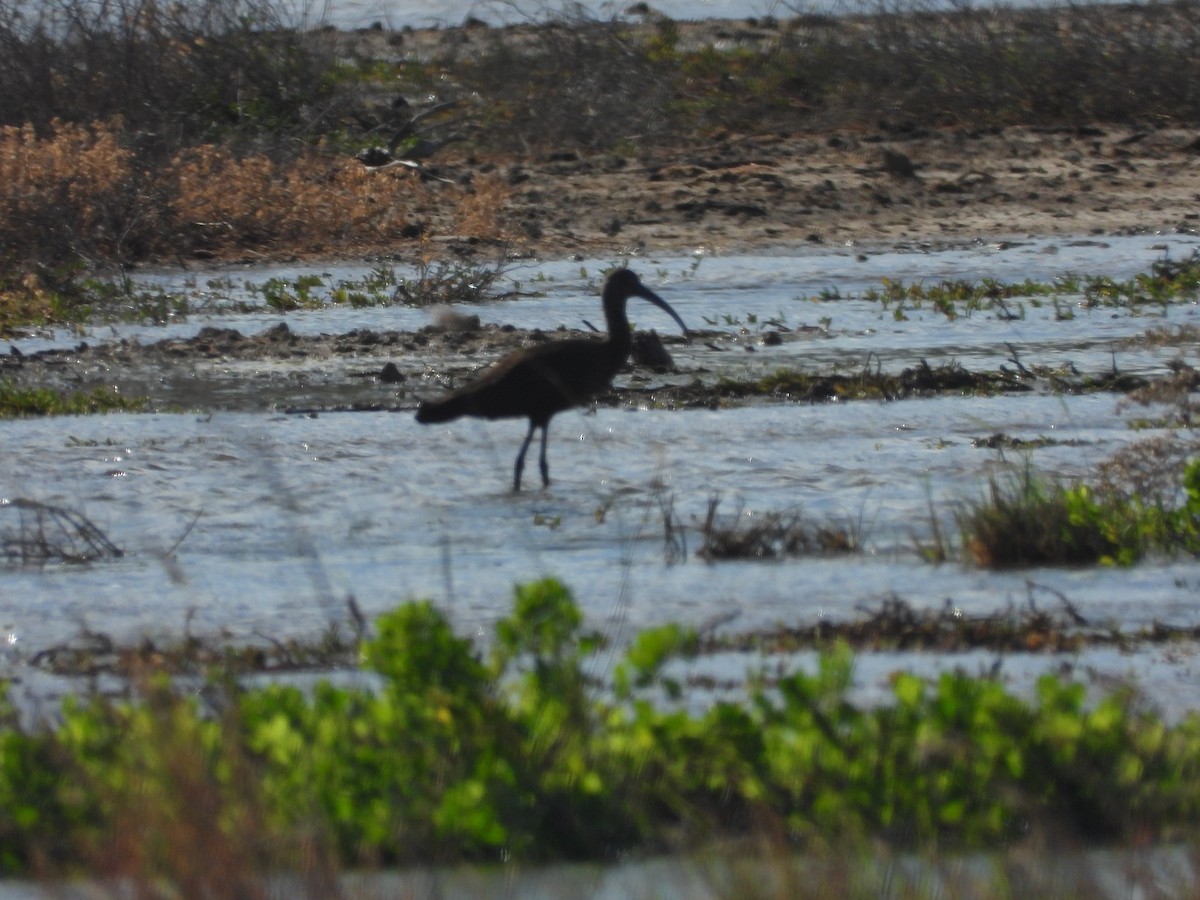 White-faced Ibis - ML646777762