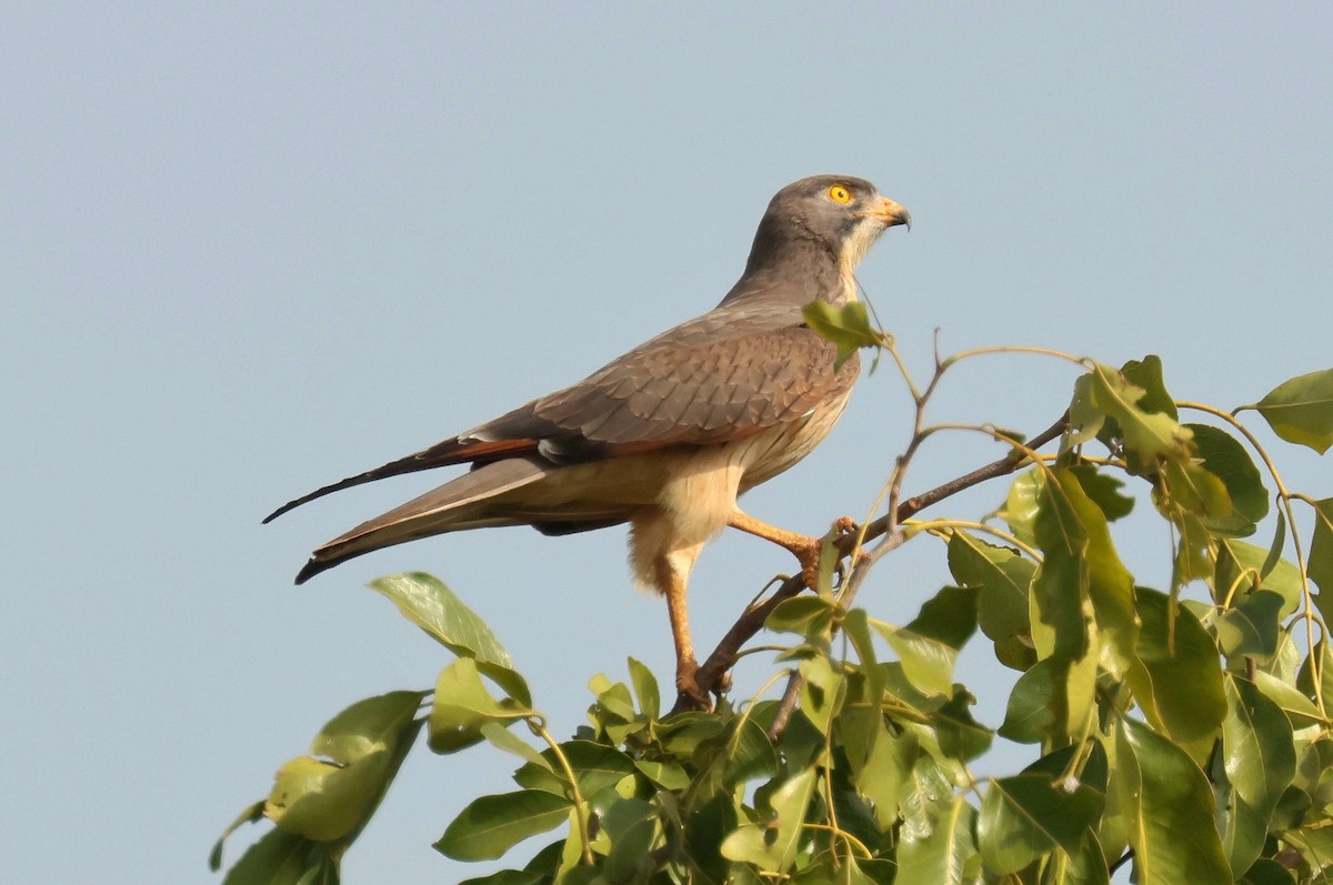 Grasshopper Buzzard - ML646777763
