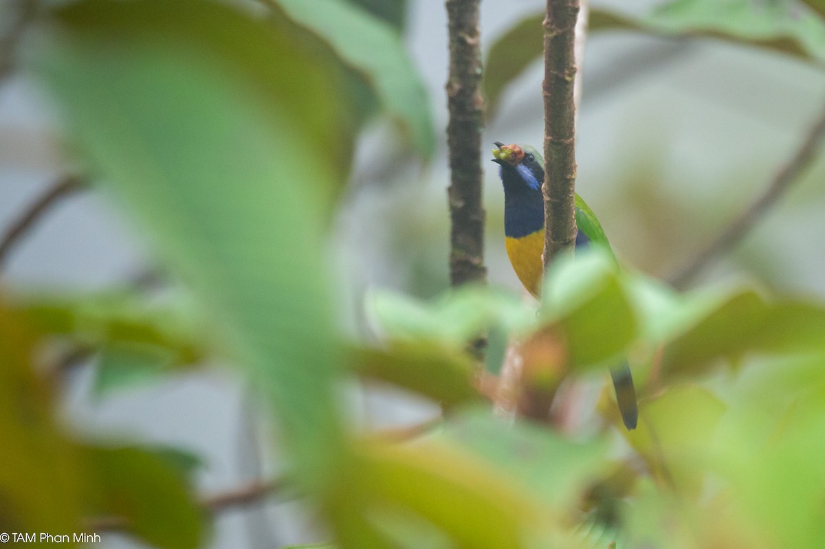 Orange-bellied Leafbird - ML646777764