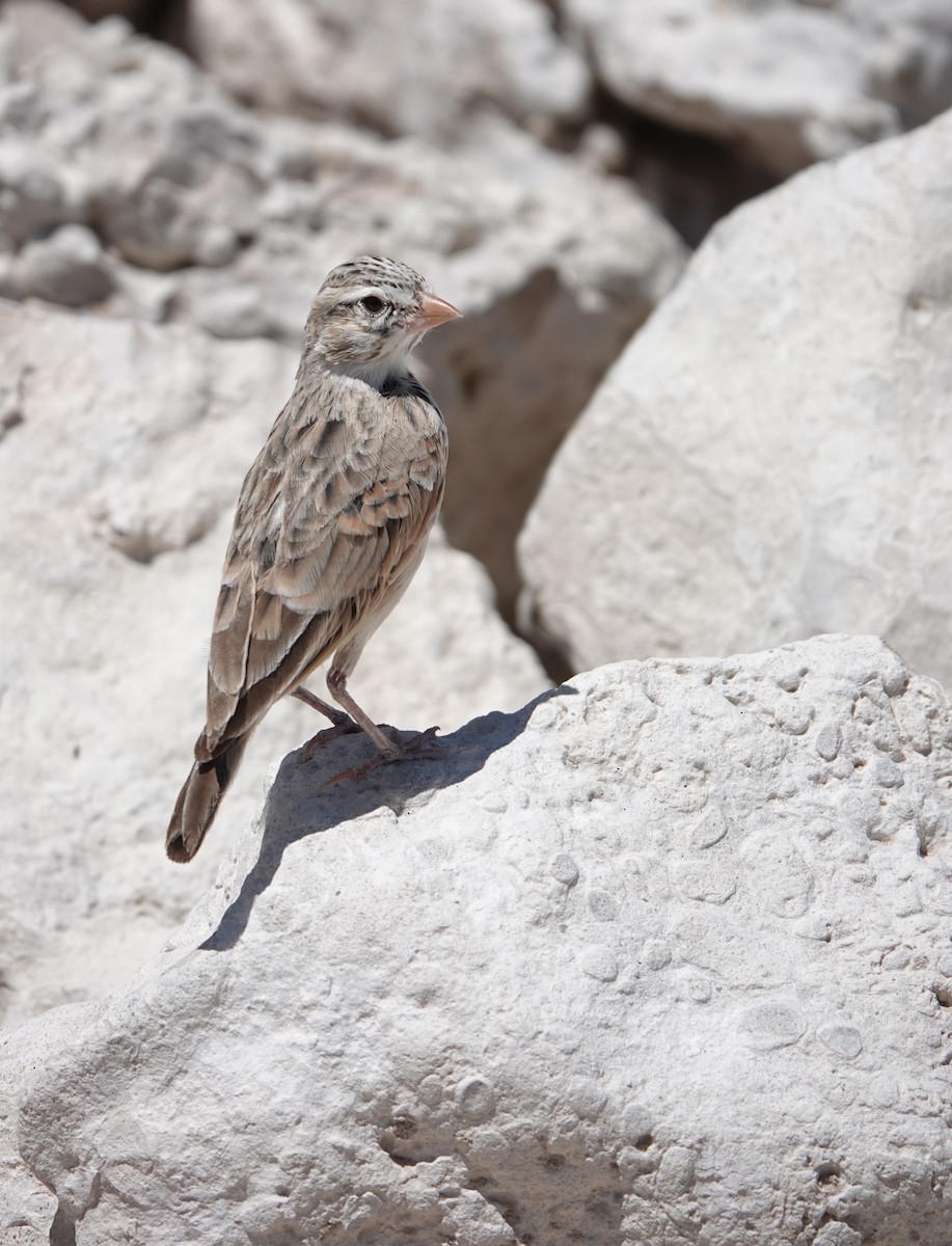Pink-billed Lark - ML646777766