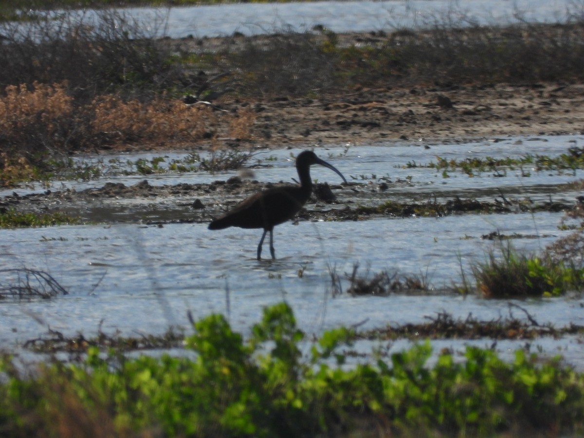 White-faced Ibis - ML646777767