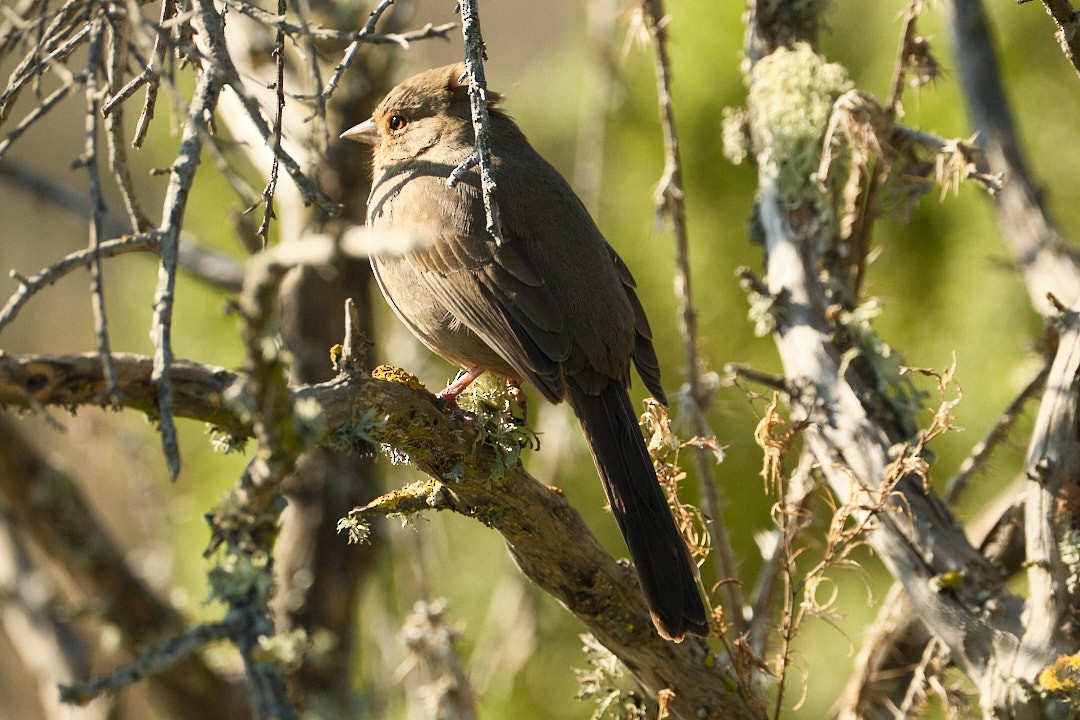 California Towhee - ML646777768