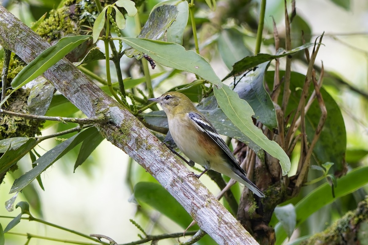 Bay-breasted Warbler - ML646777770