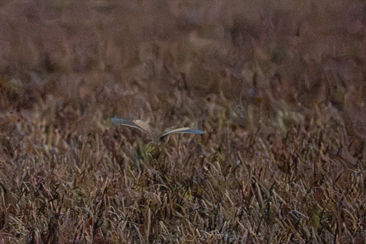 American Bittern - ML646777772