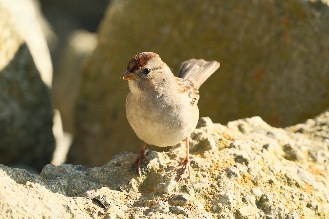 White-crowned Sparrow - ML646777773