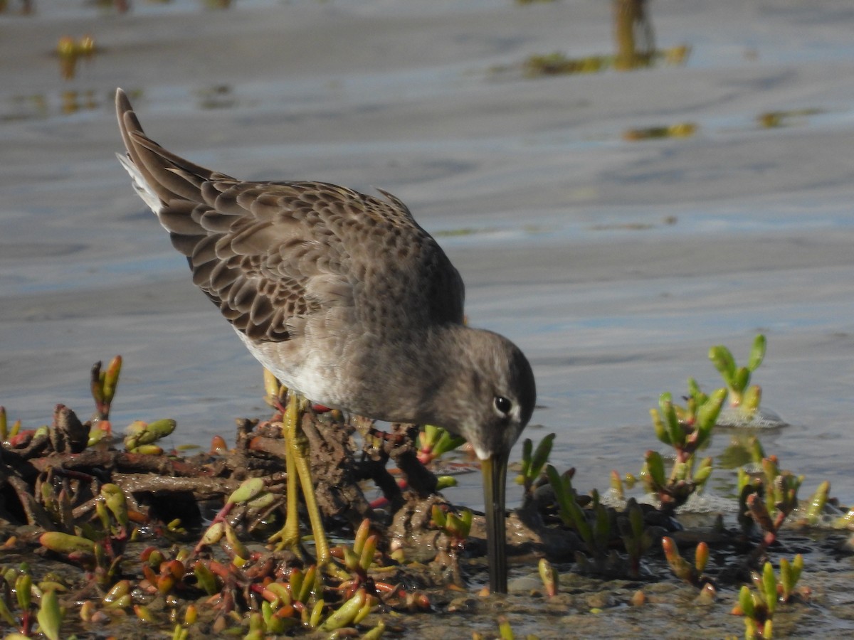 Long-billed Dowitcher - ML646777774
