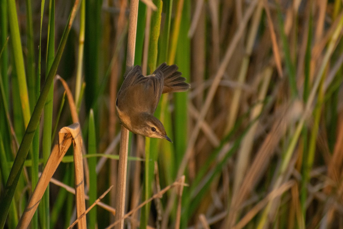 Paddyfield Warbler - ML646777775