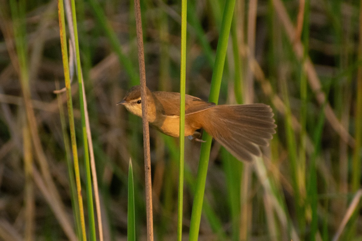 Paddyfield Warbler - ML646777776