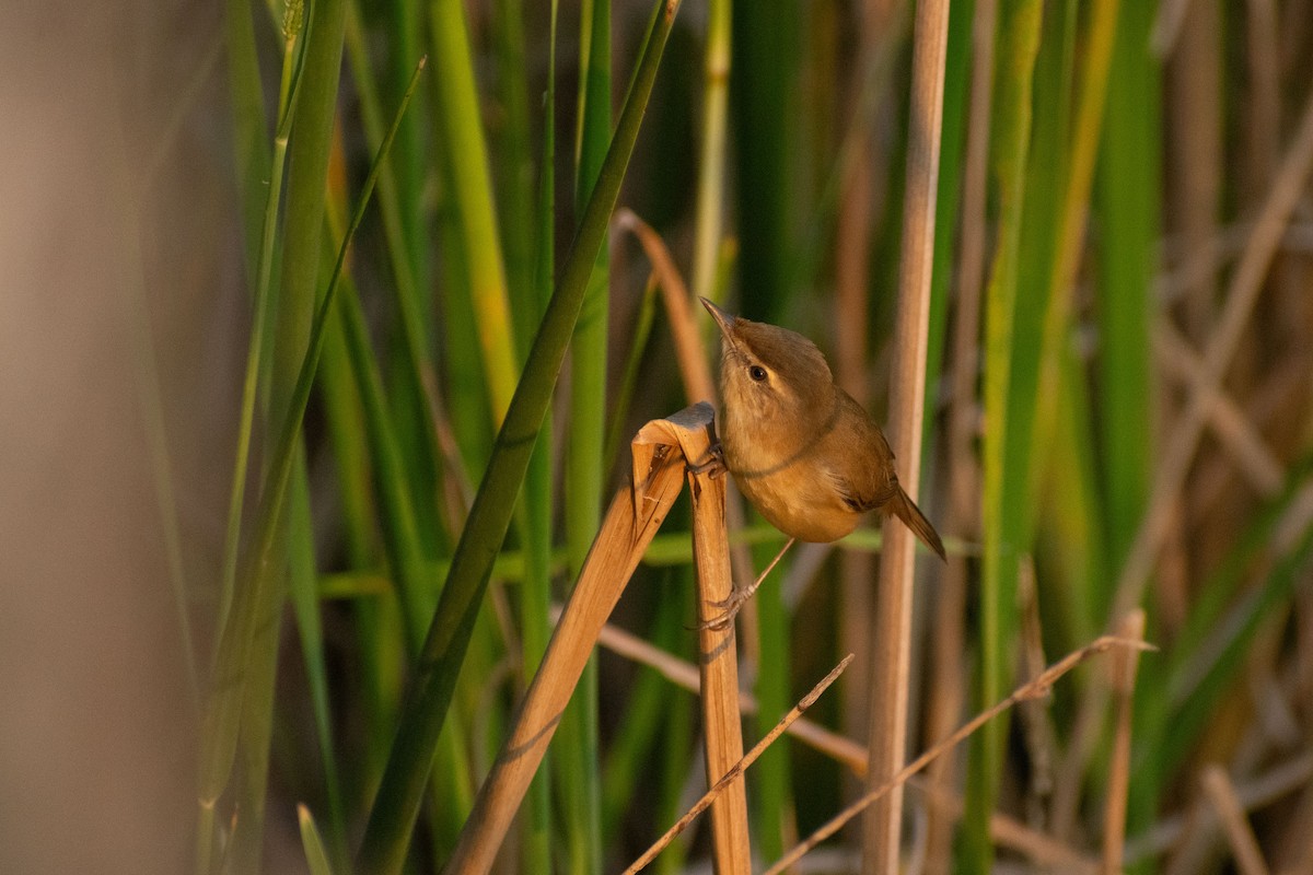 Paddyfield Warbler - ML646777777
