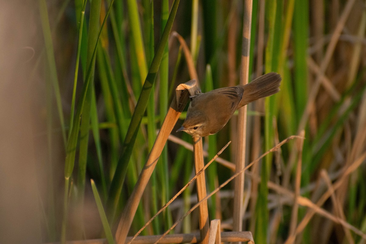 Paddyfield Warbler - ML646777778