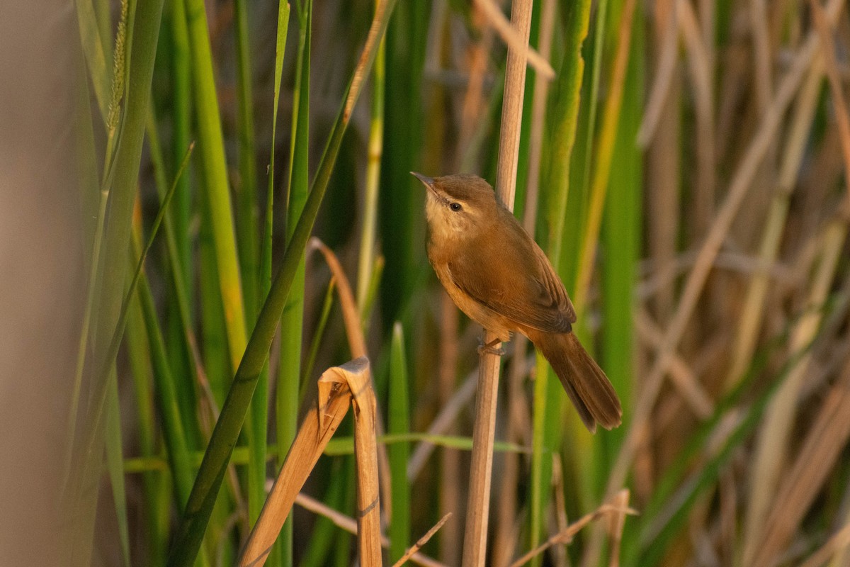 Paddyfield Warbler - ML646777779