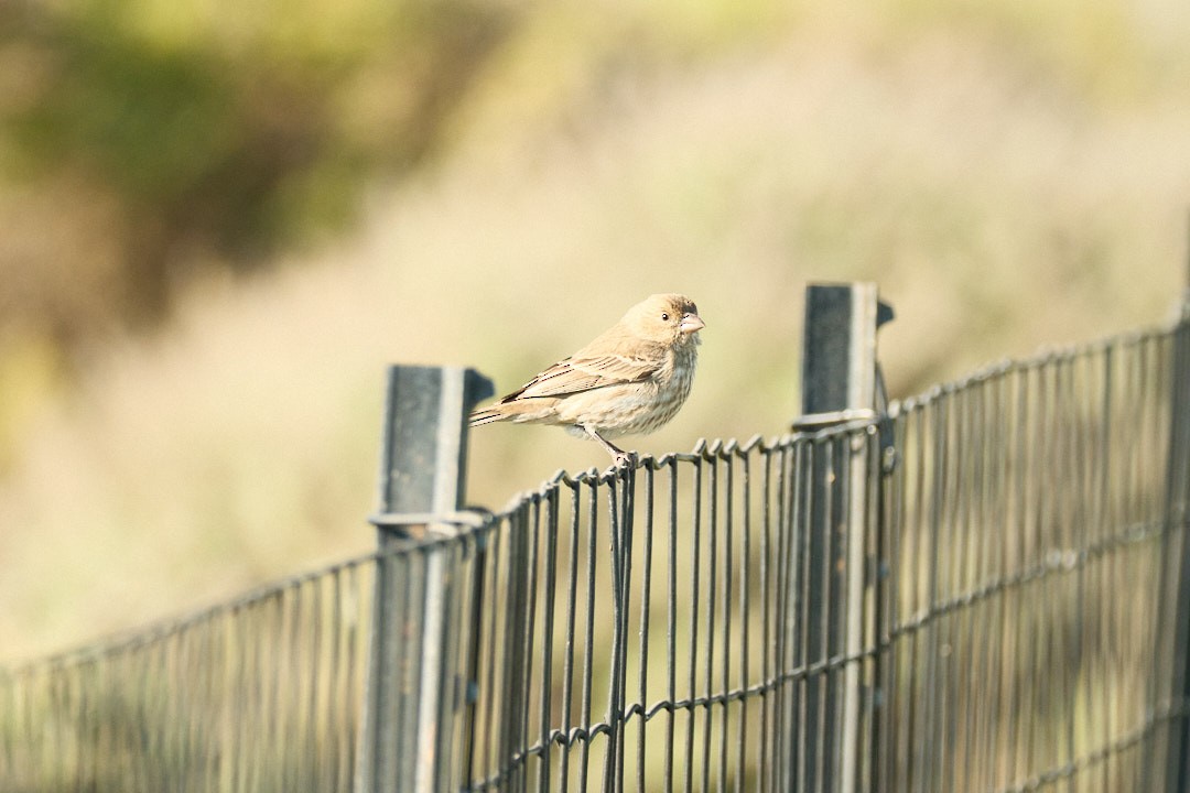 House Finch - ML646777782