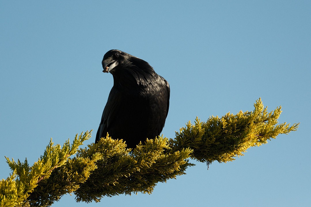Common Raven - ML646777783