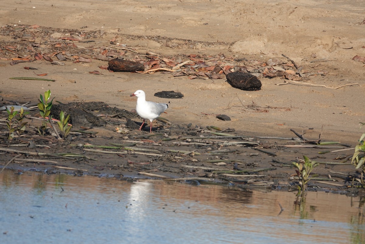 Silver Gull - ML646777784