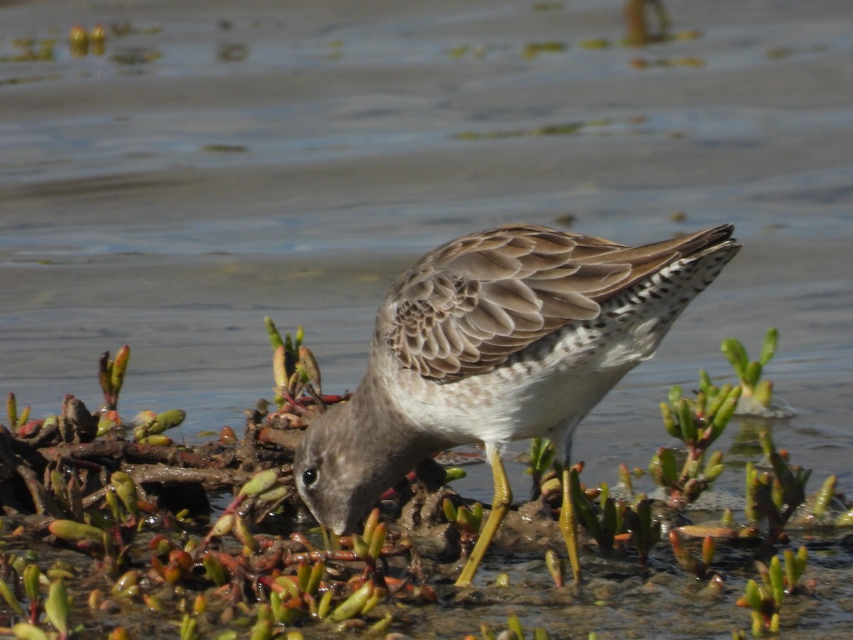 Agujeta Escolopácea - ML646777785