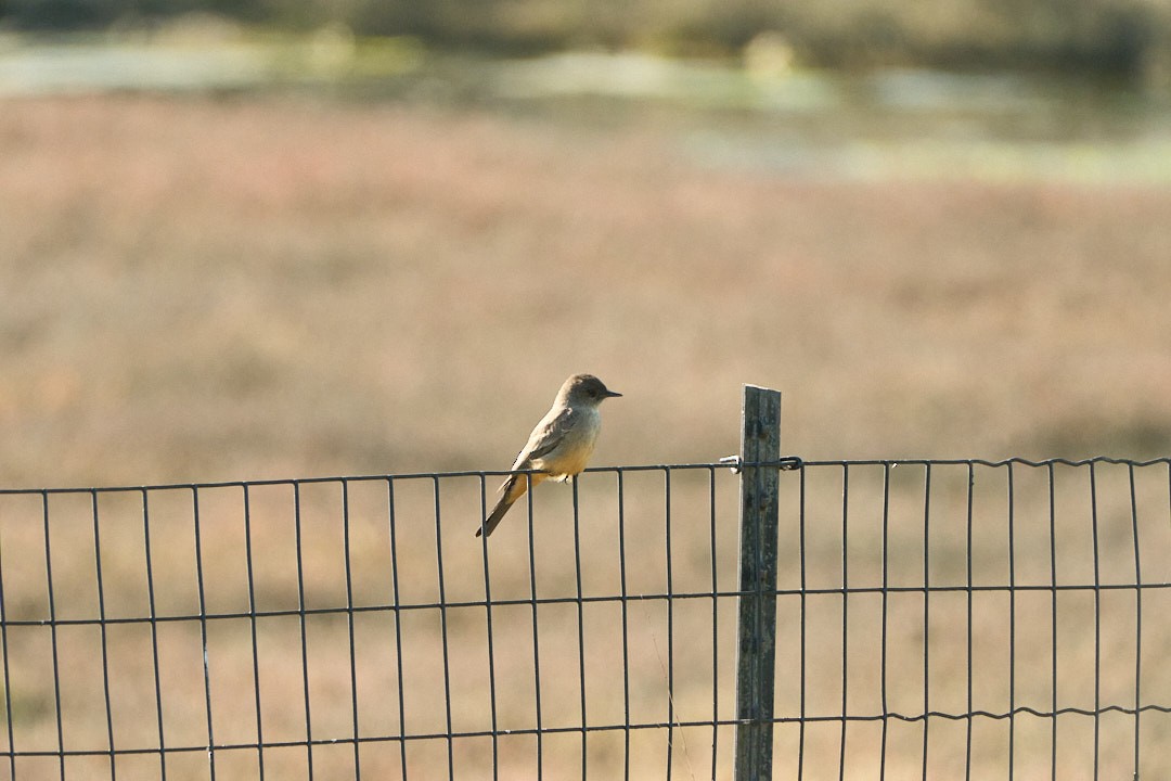 Say's Phoebe - ML646777786