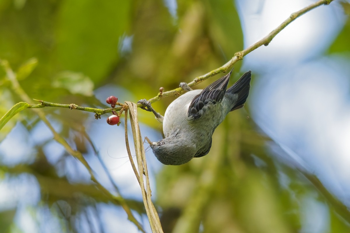Plain-colored Tanager - ML646777787