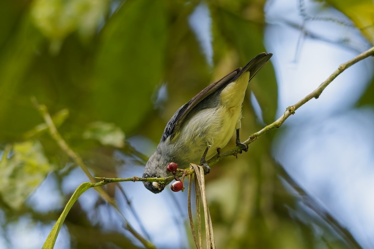 Plain-colored Tanager - ML646777788