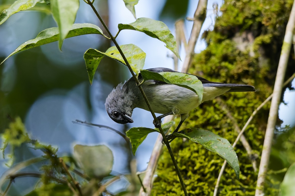 Plain-colored Tanager - ML646777790