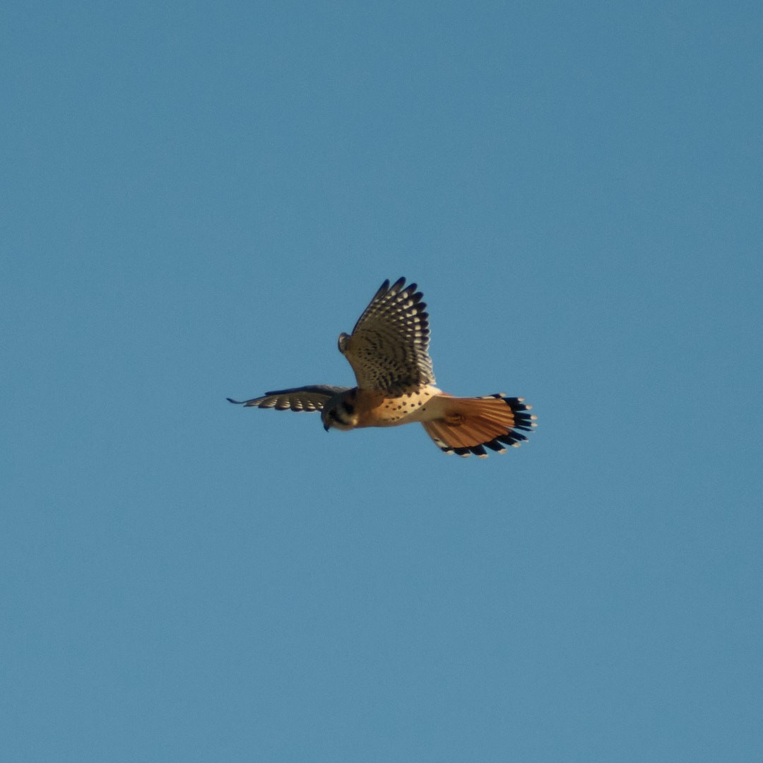 American Kestrel - ML646777791