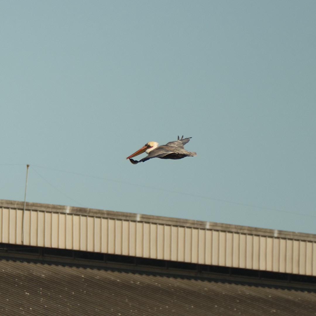 Brown Pelican - ML646777792