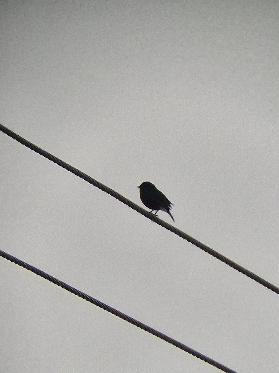 Pied Bushchat - ML646777793