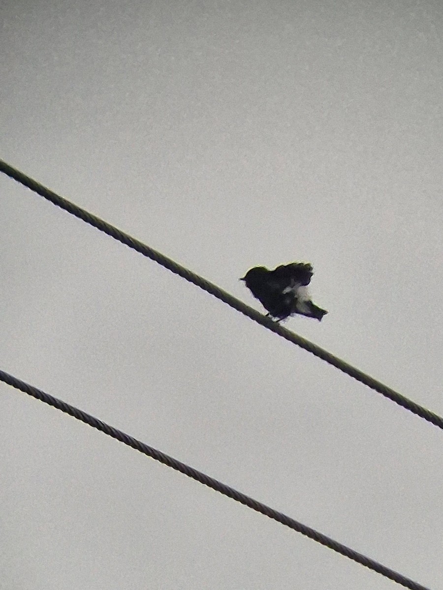 Pied Bushchat - ML646777794