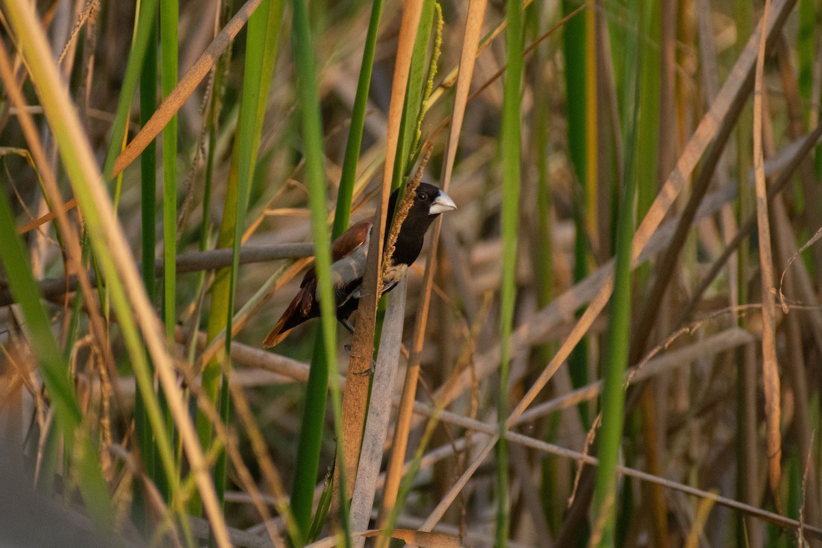 svarthodenonne - ML646777795