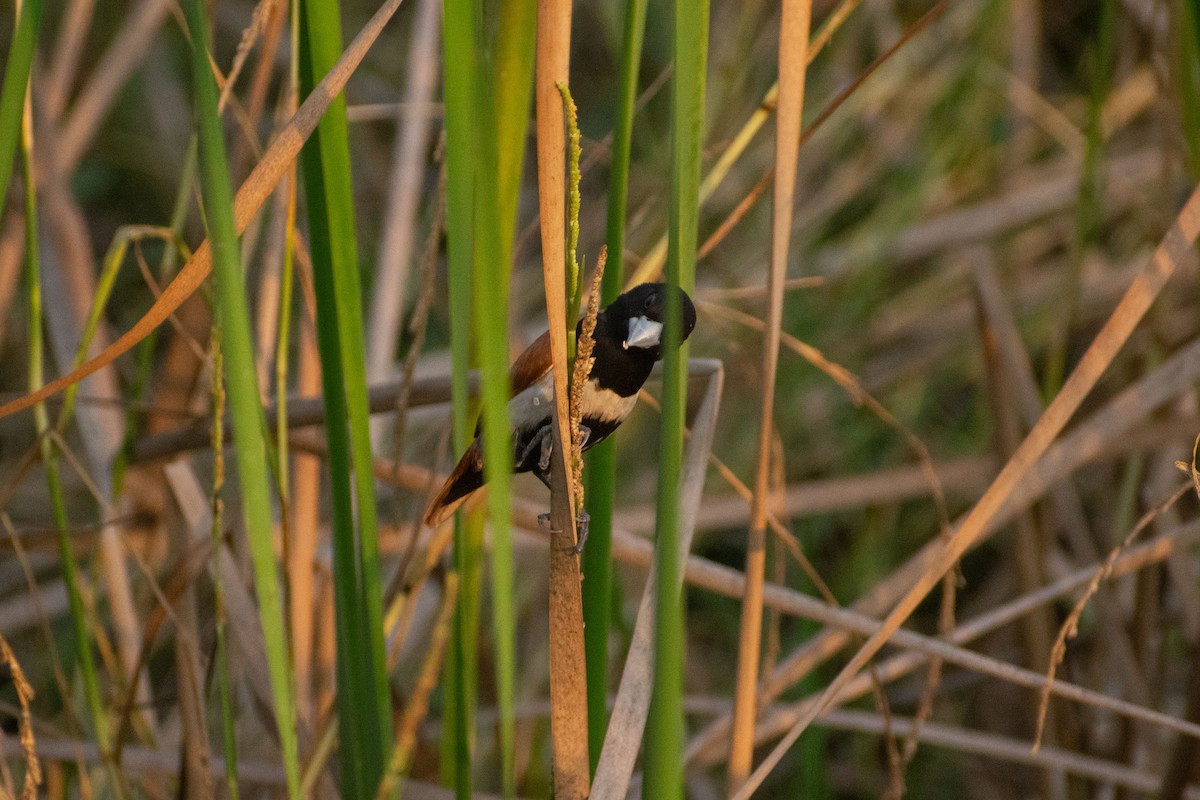 svarthodenonne - ML646777796