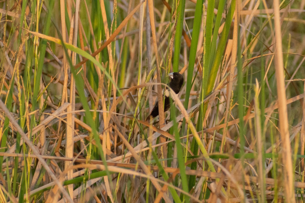 svarthodenonne - ML646777797