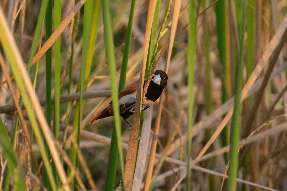 svarthodenonne - ML646777798