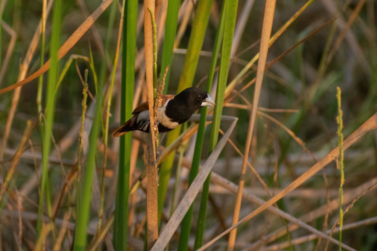 svarthodenonne - ML646777800